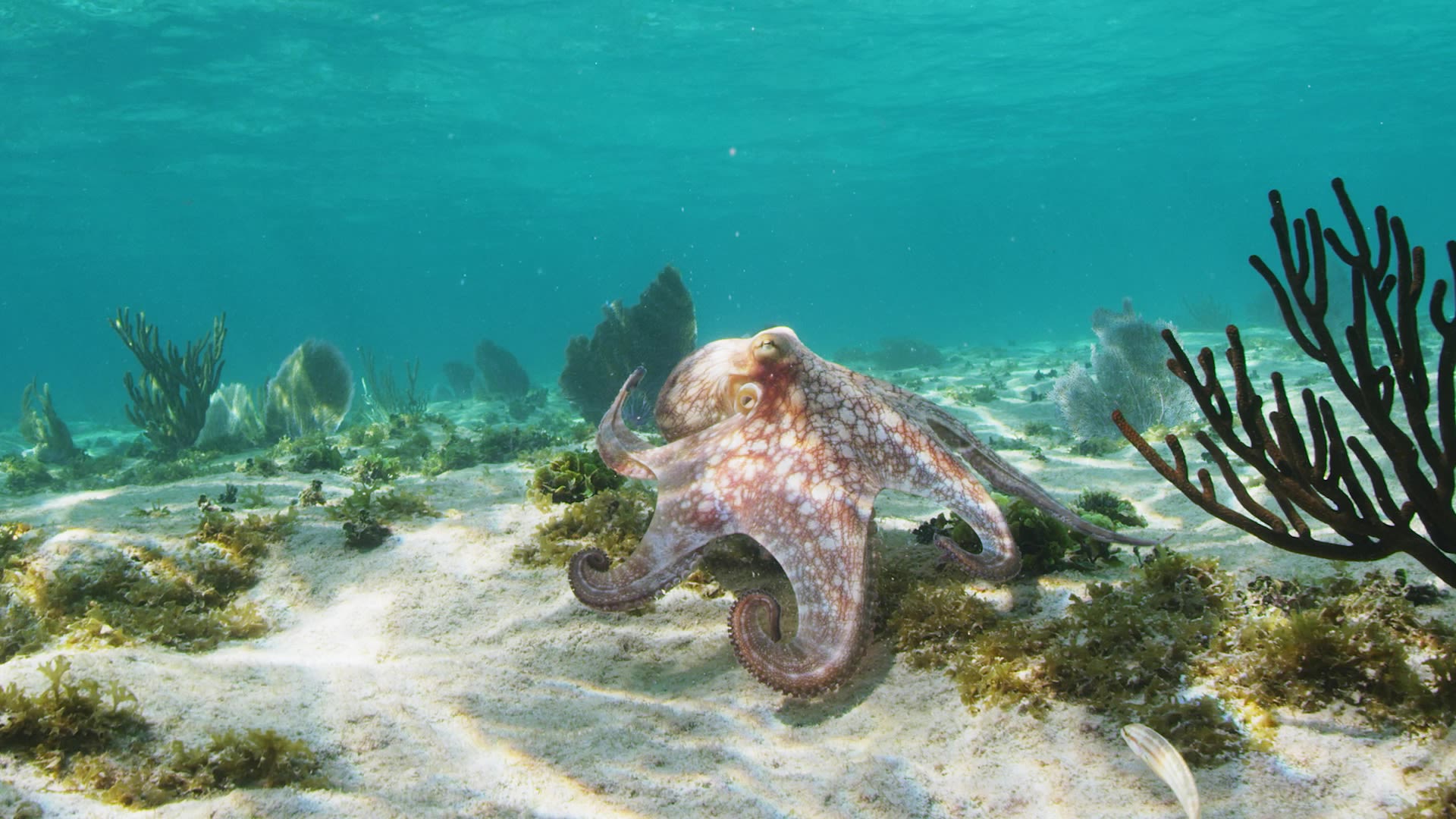 What if sea creatures led the next breakthrough in materials science?